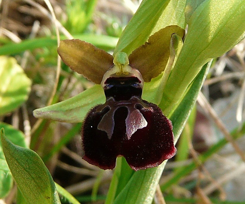 Ophrys Garganica